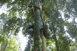 Coco de mer Seychelles