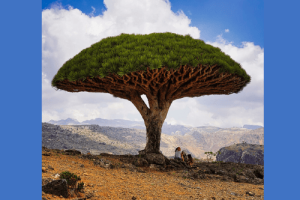 Dragonnier de Socotra