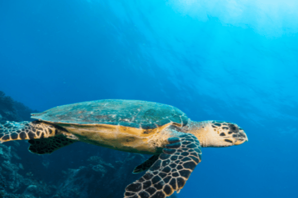 Indian ocean sea turtle