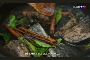 Sri Lanka Île de la Cannelle
