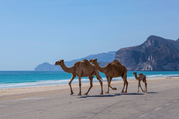 TOURISMER ASSO - OMAN