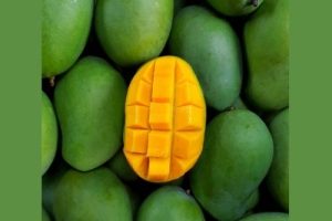 mangue